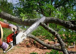 How Our Tree Care Process Works  in  Raymond, WI